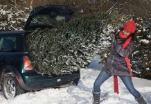 Водії повинні знати: як законно та безпечно перевезти ялинку у машині перевезення ялинки
